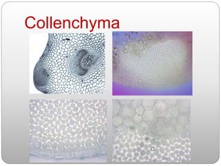 Collenchyma
 