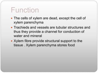 Function
 The cells of xylem are dead, except the cell of
xylem parenchyma
 Trachieds and vessels are tubular structures and
thus they provide a channel for conduction of
water and mineral
 Xylem fibre provide structural support to the
tissue . Xylem parenchyma stores food
 