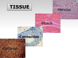 TISSUE | PPTX