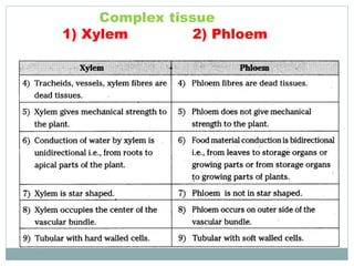 Complex tissue
1) Xylem 2) Phloem
 