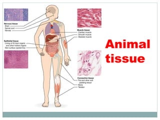 Animal
tissue
 