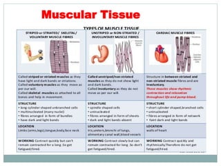 Muscular Tissue
 