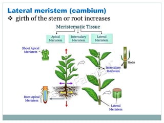 Lateral meristem (cambium)
 girth of the stem or root increases
 