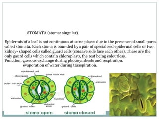 STOMATA (stoma: singular)
Epidermis of a leaf is not continuous at some places due to the presence of small pores
called stomata. Each stoma is bounded by a pair of specialised epidermal cells or two
kidney- shaped cells called guard cells (concave side face each other). These are the
only gaurd cells which contain chloroplasts, the rest being colourless.
Function: gaseous exchange during photosynthesis and respiration.
evaporation of water during transpiration.
 