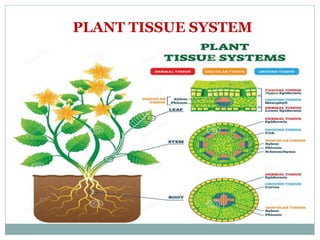 PLANT TISSUE SYSTEM
 