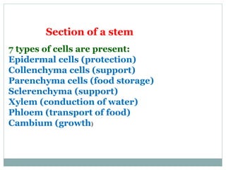 Section of a stem
7 types of cells are present:
Epidermal cells (protection)
Collenchyma cells (support)
Parenchyma cells (food storage)
Sclerenchyma (support)
Xylem (conduction of water)
Phloem (transport of food)
Cambium (growth)
 