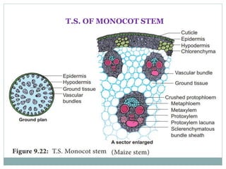 T.S. OF MONOCOT STEM
 