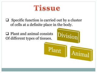  Specific function is carried out by a cluster
of cells at a definite place in the body.
 Plant and animal consists
Of different types of tissues.
 