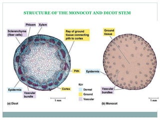 STRUCTURE OF THE MONOCOT AND DICOT STEM
 