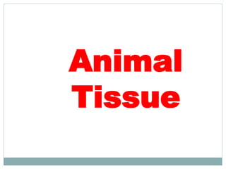 Animal
Tissue
 