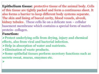 Epithelium tissue: protective tissue of the animal body. Cells
of this tissue are tightly packed and form a continuous sheet. It
also forms a barrier to keep different body systems separate.
The skin and lining of buccal cavity, blood vessels, alveoli,
kidney tubules . These cells lie on a delicate non – cellular
basement membrane which contains a special form of matrix
protein- collagen.
Function:
Protect underlying cells from drying, injury and chemical
effects, also from viral and bacterial infection.
Help in absorption of water and nutrients.
Elimination of waste products.
Some epithelial tissues perform secretory functions such as
secrete sweat, mucus, enzymes etc.

 