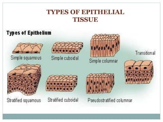 TYPES OF EPITHELIAL
TISSUE
 