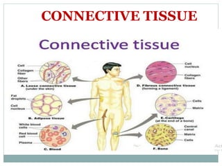 CONNECTIVE TISSUE
 