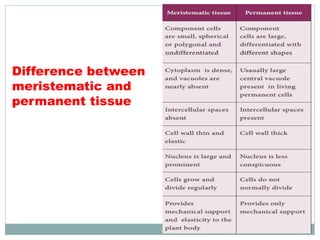 Difference between
meristematic and
permanent tissue
 