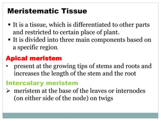 Meristematic Tissue
 It is a tissue, which is differentiated to other parts
and restricted to certain place of plant.
 It is divided into three main components based on
a specific region.
Apical meristem
• present at the growing tips of stems and roots and
increases the length of the stem and the root
Intercalary meristem
 meristem at the base of the leaves or internodes
(on either side of the node) on twigs
 