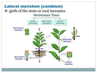 Lateral meristem (cambium)
 girth of the stem or root increases
 