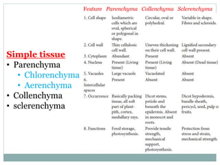 Feature Parenchyma Collenchyma Sclerenchyma
Simple tissue
• Parenchyma
• Chlorenchyma
• Aerenchyma
• Collenchyma
• sclerenchyma
 