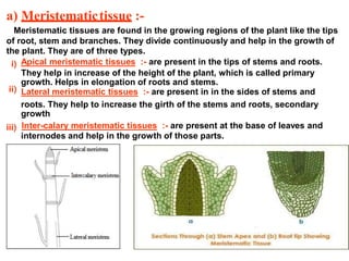 a) Meristematictissue :-
Meristematic tissues are found in the growing regions of the plant like the tips
of root, stem and branches. They divide continuously and help in the growth
the plant. They are of three types.
of
i) Apical meristematic tissues :- are present in the tips of stems and roots.
They help in increase of the height of the plant, which is called primary
growth. Helps in elongation of roots and stems.
Lateral meristematic tissues :- are present in in the sides of stems andii)
roots. They help to increase the girth of the stems and roots, secondary
growth
Inter-calary meristematic tissues :- are present at the base of leaves andiii)
internodes and help in the growth of those parts.
 