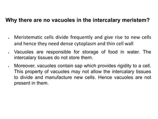 Why there are no vacuoles in the intercalary meristem?
 Meristematic cells divide frequently and give rise to new cells
and hence they need dense cytoplasm and thin cell wall
 Vacuoles are responsible for storage of food in water. The
intercalary tissues do not store them.
 Moreover, vacuoles contain sap which provides rigidity to a cell.
This property of vacuoles may not allow the intercalary tissues
to divide and manufacture new cells. Hence vacuoles are not
present in them.
 