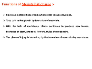 Functions of Meristematictissue :-
 It acts as a parent tissue from which other tissues develops.
 Take part in the growth by formation of new cells.
 With the help of meristems, plants continues to produce new leaves,
branches of stem, and root, flowers, fruits and root hairs.
 The place of injury is healed up by the formation of new cells by meristems.
 