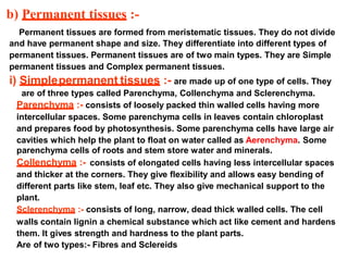 b) Permanent tissues :-
Permanent tissues are formed from meristematic tissues. They do not divide
and have permanent shape and size. They differentiate into different types of
permanent tissues. Permanent tissues are of two main types. They are Simple
permanent tissues and Complex permanent tissues.
i) Simplepermanent tissues :- are made up of one type of cells. They
are of three types called Parenchyma, Collenchyma and Sclerenchyma.
Parenchyma :- consists of loosely packed thin walled cells having more
intercellular spaces. Some parenchyma cells in leaves contain chloroplast
and prepares food by photosynthesis. Some parenchyma cells have large air
cavities which help the plant to float on water called as Aerenchyma. Some
parenchyma cells of roots and stem store water and minerals.
Collenchyma :- consists of elongated cells having less intercellular spaces
and thicker at the corners. They give flexibility and allows easy bending of
different parts like stem, leaf etc. They also give mechanical support to the
plant.
Sclerenchyma :- consists of long, narrow, dead thick walled cells. The cell
walls contain lignin a chemical substance which act like cement and hardens
them. It gives strength and hardness to the plant parts.
Are of two types:- Fibres and Sclereids
 