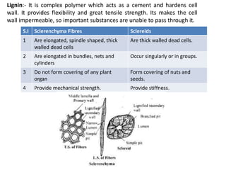 Lignin:- It is complex polymer which acts as a cement and hardens cell
wall. It provides flexibility and great tensile strength. Its makes the cell
wall impermeable, so important substances are unable to pass through it.
S.I Sclerenchyma Fibres Sclereids
1 Are elongated, spindle shaped, thick
walled dead cells
Are thick walled dead cells.
2 Are elongated in bundles, nets and
cylinders
Occur singularly or in groups.
3 Do not form covering of any plant
organ
Form covering of nuts and
seeds.
4 Provide mechanical strength. Provide stiffness.
 