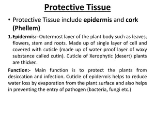 Protective Tissue
• Protective Tissue include epidermis and cork
(Phellem)
1.Epidermis:- Outermost layer of the plant body such as leaves,
flowers, stem and roots. Made up of single layer of cell and
covered with cuticle (made up of water proof layer of waxy
substance called cutin). Cuticle of Xerophytic (desert) plants
are thicker.
Function:- Main function is to protect the plants from
desiccation and infection. Cuticle of epidermis helps to reduce
water loss by evaporation from the plant surface and also helps
in preventing the entry of pathogen (bacteria, fungi etc.)
 