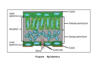 Figure Epidermis
 