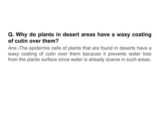 Q. Why do plants in desert areas have a waxy coating
of cutin over them?
Ans:-The epidermis cells of plants that are found in deserts have a
waxy coating of cutin over them because it prevents water loss
from the plants surface since water is already scarce in such areas.
 