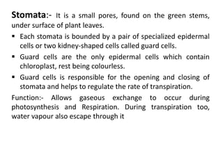 Stomata:- It is a small pores, found on the green stems,
under surface of plant leaves.
 Each stomata is bounded by a pair of specialized epidermal
cells or two kidney-shaped cells called guard cells.
 Guard cells are the only epidermal cells which contain
chloroplast, rest being colourless.
 Guard cells is responsible for the opening and closing of
stomata and helps to regulate the rate of transpiration.
Function:- Allows gaseous exchange to occur during
photosynthesis and Respiration. During transpiration too,
water vapour also escape through it
 