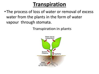 Transpiration
•The process of loss of water or removal of excess
water from the plants in the form of water
vapour through stomata.
 