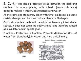2. Cork:- The dead protective tissue between the bark and
cambium in woody plants, with suberin (waxy substance)
deposits making it impervious to gasses and water.
As the roots and stem grow older with time, epidermis go some
certain changes and become cork cambium or Phellogen.
Cork cells are dead cells and they don not have any intracellular
spaces. It does not catch fire easily and is light therefore it used
as a insulator and in sports goods.
Function:- Protective in function. Prevents desiccation (loss of
water from plant body), infection and mechanical injury.
 