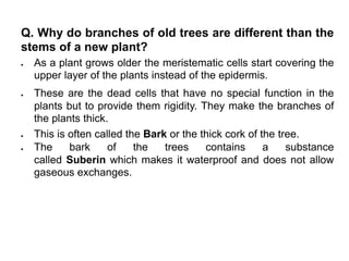 Q. Why do branches of old trees are different than the
stems of a new plant?
 As a plant grows older the meristematic cells start covering the
upper layer of the plants instead of the epidermis.
 These are the dead cells that have no special function in the
plants but to provide them rigidity. They make the branches of
the plants thick.
 This is often called the Bark or the thick cork of the tree.
 The bark of the trees contains a substance
called Suberin which makes it waterproof and does not allow
gaseous exchanges.
 
