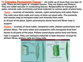 ii) Complex Permanent Tissue:- are made up of more than one type of
cells. There are two types of complex tissues. They are Xylem and Phloem.
They are called vascular or conducting tissues. Responsible for transport of
water, minerals salts (nutrients) and food materials to various parts of plant body.
Xylem :- consists of tracheids, vessels, xylem parechyma and xylem fibres.
The cells have thick walls and many of them are dead cells. The tracheids
and vessels help to transport water and minerals from roots
to all part of the plant. Xylem parenchyma stores food and fibres help in
support.
Phloem :- consists of sieve tubes, companion cells, phloem parenchyma and
phloem fibres. The sieve tubes and companion cells transports food from
leaves to all parts of the plant. Phloem parenchyma stores food and fibres
help in support. They can transport materials in both direction. Except for
phloem fibres, phloem cells are living cells.
 