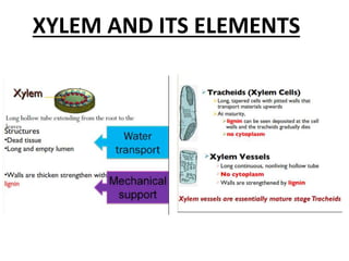 XYLEM AND ITS ELEMENTS
 