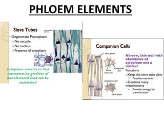 PHLOEM ELEMENTS
 