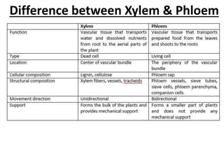 Difference between Xylem & Phloem
 