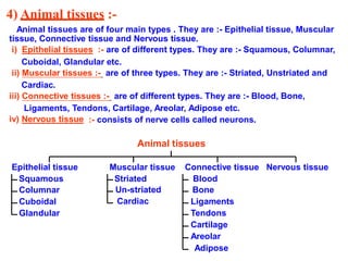 4) Animal tissues :-
Animal tissues are of four main types . They are :- Epithelial tissue, Muscular
tissue, Connective tissue and Nervous tissue.
i) Epithelial tissues :- are of different types. They are :- Squamous, Columnar,
Cuboidal, Glandular etc.
ii) Muscular tissues :- are of three types. They are :- Striated, Unstriated and
Cardiac.
iii) Connective tissues :- are of different types. They are :- Blood, Bone,
Ligaments, Tendons, Cartilage, Areolar, Adipose etc.
iv) Nervous tissue :- consists of nerve cells called neurons.
Animal tissues
Epithelial tissue Muscular tissue Connective tissue Nervous tissue
Squamous
Columnar
Cuboidal
Glandular
Striated
Un-striated
Cardiac
Blood
Bone
Ligaments
Tendons
Cartilage
Areolar
Adipose
 