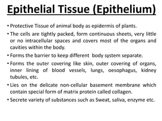 • Protective Tissue of animal body as epidermis of plants.
• The cells are tightly packed, form continuous sheets, very little
or no intracellular spaces and covers most of the organs and
cavities within the body.
• Forms the barrier to keep different body system separate.
• Forms the outer covering like skin, outer covering of organs,
inner lining of blood vessels, lungs, oesophagus, kidney
tubules, etc.
• Lies on the delicate non-cellular basement membrane which
contain special form of matrix protein called collagen.
• Secrete variety of substances such as Sweat, saliva, enzyme etc.
Epithelial Tissue (Epithelium)
 