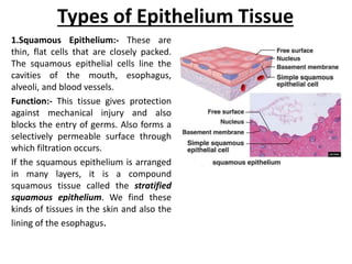 Types of Epithelium Tissue
1.Squamous Epithelium:- These are
thin, flat cells that are closely packed.
The squamous epithelial cells line the
cavities of the mouth, esophagus,
alveoli, and blood vessels.
Function:- This tissue gives protection
against mechanical injury and also
blocks the entry of germs. Also forms a
selectively permeable surface through
which filtration occurs.
If the squamous epithelium is arranged
in many layers, it is a compound
squamous tissue called the stratified
squamous epithelium. We find these
kinds of tissues in the skin and also the
lining of the esophagus.
 