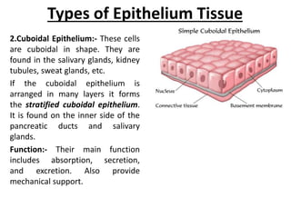 Types of Epithelium Tissue
2.Cuboidal Epithelium:- These cells
are cuboidal in shape. They are
found in the salivary glands, kidney
tubules, sweat glands, etc.
If the cuboidal epithelium is
arranged in many layers it forms
the stratified cuboidal epithelium.
It is found on the inner side of the
pancreatic ducts and salivary
glands.
Function:- Their main function
includes absorption, secretion,
and excretion. Also provide
mechanical support.
 