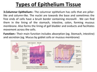 Types of Epithelium Tissue
3.Columnar Epithelium:- The columnar epithelium has cells that are pillar-
like and column-like. The nuclei are towards the base and sometimes the
free ends of cells have a brush border containing microvilli . We can find
them in the lining of the stomach, intestine, colon, forming mucous
membrane. Also forms the lining of gall bladder and oviducts and facilitates
movement across the cells.
Function:- Their main function includes absorption (eg. Stomach, intestine)
and secretion (eg. Mucus by goblet cells or mucous membrane)
 