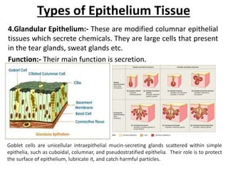 Types of Epithelium Tissue
4.Glandular Epithelium:- These are modified columnar epithelial
tissues which secrete chemicals. They are large cells that present
in the tear glands, sweat glands etc.
Function:- Their main function is secretion.
Goblet cells are unicellular intraepithelial mucin-secreting glands scattered within simple
epithelia, such as cuboidal, columnar, and pseudostratified epithelia. Their role is to protect
the surface of epithelium, lubricate it, and catch harmful particles.
 
