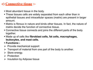 c) Connective tissue :-
 Most abundant tissue in the body.
 These tissues cells are widely separated from each other than in
epithelial tissues and intracellular spaces (matrix) are present in larger
amount.
 Matrix is fibrous in nature and binds other tissues. In fact, the nature of
matrix decide the function of connective tissue.
 Connective tissue connects and joins the different parts of the body
together.
 Made up of cells like fibroblast cells, fat cells, macrophages,
leukocytes, and mast cells.
 Functions:-
 Provide mechanical support
 Transport of material from one part of the body to another.
 Store energy.
 Protection
 Insulation by Adipose tissue
 