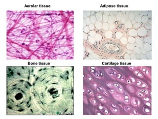 Aerolar tissue Adipose tissue
Bone tissue Cartilage tissue
 