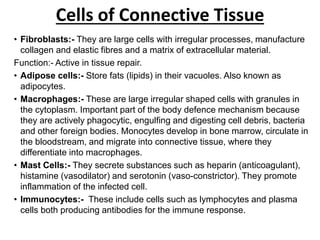 Cells of Connective Tissue
• Fibroblasts:- They are large cells with irregular processes, manufacture
collagen and elastic fibres and a matrix of extracellular material.
Function:- Active in tissue repair.
• Adipose cells:- Store fats (lipids) in their vacuoles. Also known as
adipocytes.
• Macrophages:- These are large irregular shaped cells with granules in
the cytoplasm. Important part of the body defence mechanism because
they are actively phagocytic, engulfing and digesting cell debris, bacteria
and other foreign bodies. Monocytes develop in bone marrow, circulate in
the bloodstream, and migrate into connective tissue, where they
differentiate into macrophages.
• Mast Cells:- They secrete substances such as heparin (anticoagulant),
histamine (vasodilator) and serotonin (vaso-constrictor). They promote
inflammation of the infected cell.
• Immunocytes:- These include cells such as lymphocytes and plasma
cells both producing antibodies for the immune response.
 