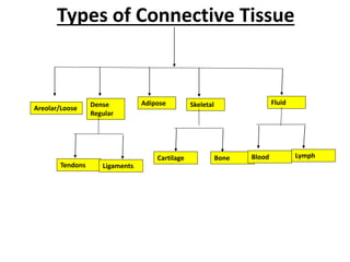 Types of Connective Tissue
Areolar/Loose Dense
Regular
Tendons Ligaments
Adipose Skeletal
Cartilage Bone
Fluid
Blood Lymph
 