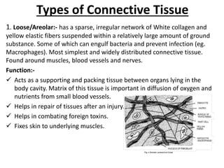 Types of Connective Tissue
1. Loose/Areolar:- has a sparse, irregular network of White collagen and
yellow elastic fibers suspended within a relatively large amount of ground
substance. Some of which can engulf bacteria and prevent infection (eg.
Macrophages). Most simplest and widely distributed connective tissue.
Found around muscles, blood vessels and nerves.
Function:-
 Acts as a supporting and packing tissue between organs lying in the
body cavity. Matrix of this tissue is important in diffusion of oxygen and
nutrients from small blood vessels.
 Helps in repair of tissues after an injury.
 Helps in combating foreign toxins.
 Fixes skin to underlying muscles.
 