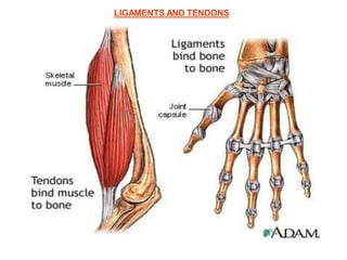 LIGAMENTS AND TENDONS
 