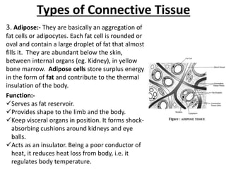 Types of Connective Tissue
3. Adipose:- They are basically an aggregation of
fat cells or adipocytes. Each fat cell is rounded or
oval and contain a large droplet of fat that almost
fills it. They are abundant below the skin,
between internal organs (eg. Kidney), in yellow
bone marrow. Adipose cells store surplus energy
in the form of fat and contribute to the thermal
insulation of the body.
Function:-
Serves as fat reservoir.
Provides shape to the limb and the body.
Keep visceral organs in position. It forms shock-
absorbing cushions around kidneys and eye
balls.
Acts as an insulator. Being a poor conductor of
heat, it reduces heat loss from body, i.e. it
regulates body temperature.
 